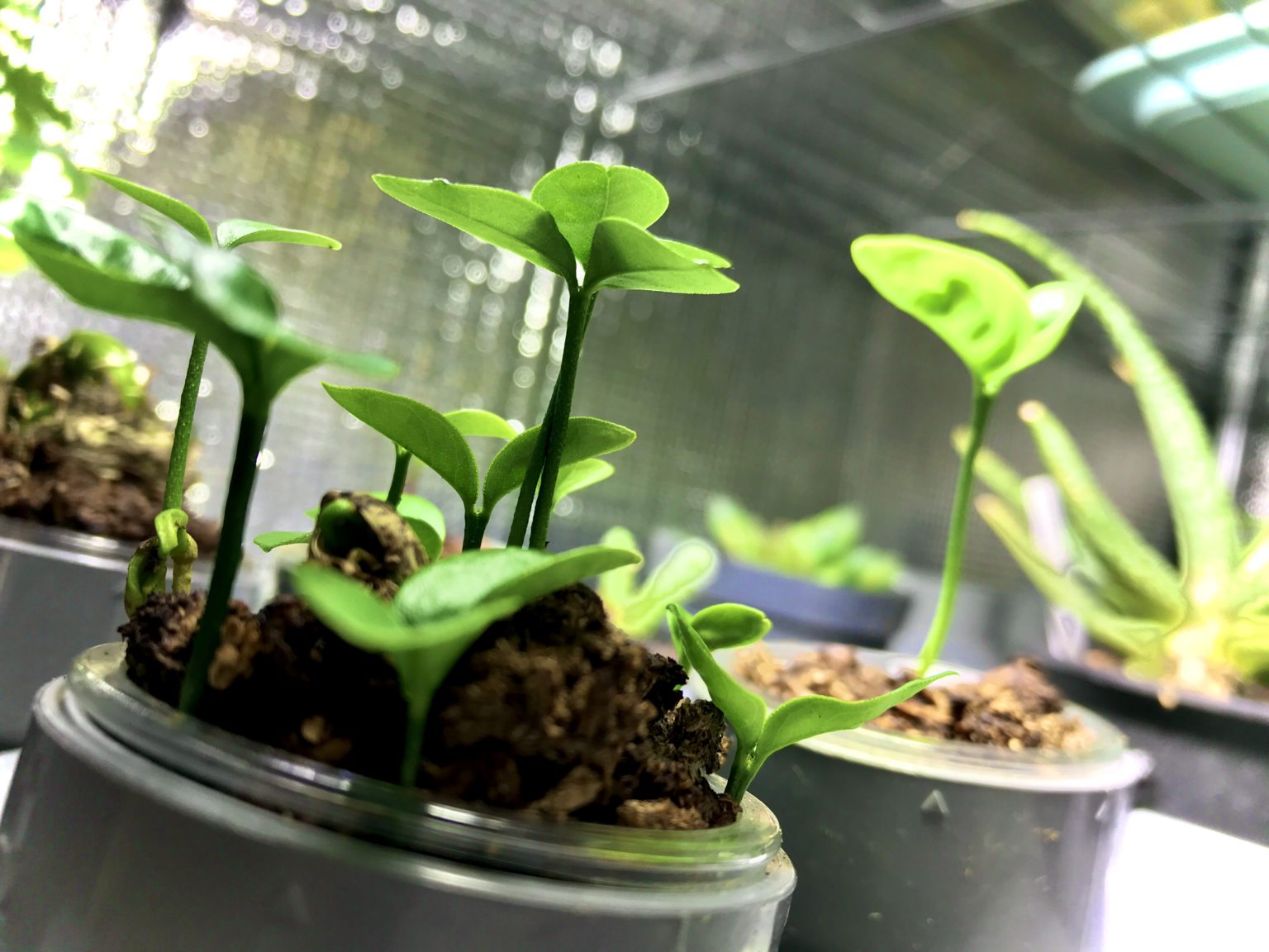 種が起きるには光が必要?【好光性・嫌光性】 anecco